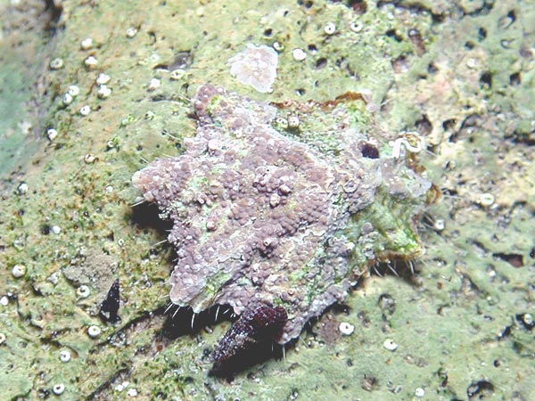 Patella ulyssiponensis